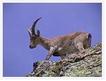 Ibex - Gredos * 1280 x 960 * (589KB)